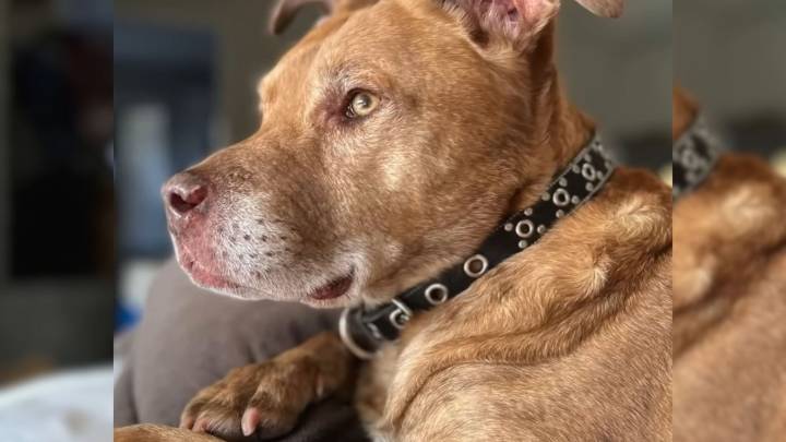 Texas Woman Brings Home A “Senior” Shelter Dog And Is Stunned To Learn His Real Age