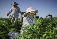 Patricia Lopez: Immigration policy has put our food supply at risk