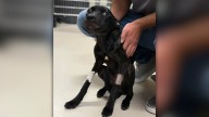 Capital Humane Society gives recovery update on puppy found in pumpkin patch