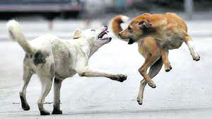 Stray dog problem needs to be solved