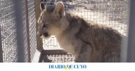 Rescataron a un cachorro de puma que estaba herido cerca de una finca en Zonda