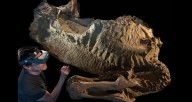 'Mummy' Dinosaur Fossil With Preserved Skin Found In Wyoming
