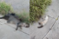 Alertan activistas por matanza de gatos y perros en Chihuahua capital