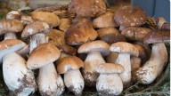 Las setas más peligrosas: cómo reconocerlas y qué hacer si las consumes