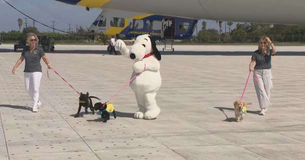Snoopy and the Goodyear Blimp deliver future service dogs to their trainers in Southern California
