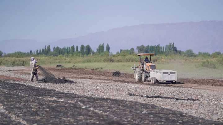 Por la rentabilidad, viñateros sanjuaninos pedirán créditos para pasarse a la pasa de uva