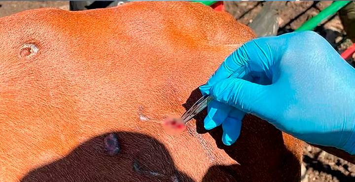 Casos de miasis en humanos aumentan a 52 en México; Chiapas concentra la mayoría