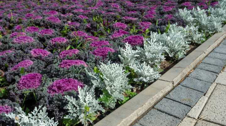 The Perennial To Plant In October For Stunning Silver Foliage All Winter Long