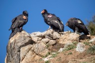 For a century, they were gone. But California condors are making a comeback in these parts of the Bay Area