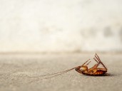 Tips and treatment to keep cockroaches at bay in Albuquerque