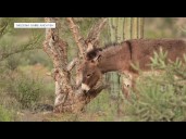 New study shows feral burros are devastating Sonoran Desert plants