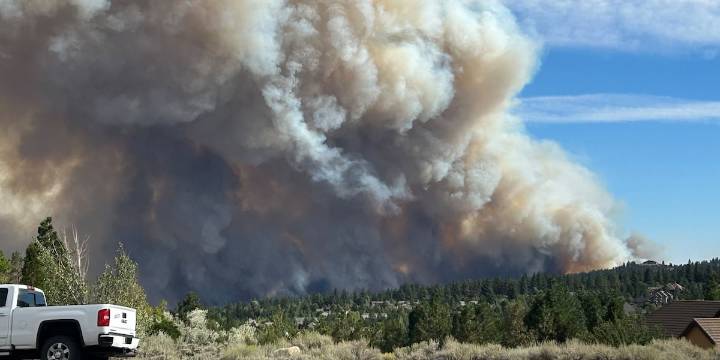 Moana Nursery trees will help rehabilitate areas damaged by Davis Fire