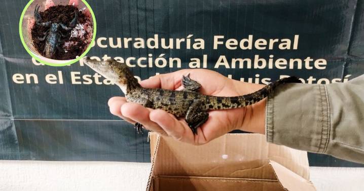 Cae red ilegal, Profepa encuentra cocodrilos y escorpiones en paquetes de mensajería