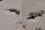 Video: avistaron un lagarto overo caminando por la Costanera de Paraná