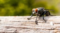 Olvidate de las moscas: 3 trucos caseros para mantener tu cocina libre de insectos