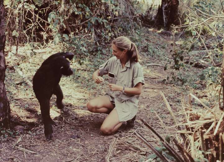 Jane Goodall, la mujer que redefinió al “hombre”