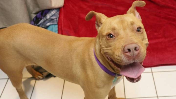 New Jersey Dog Abandoned On Highway Finds Hope, But Faces Two Heartbreaking Returns