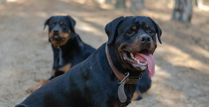 2-Year-Old Killed By Daycare Owner’s Dogs In Georgia