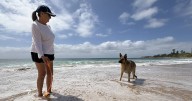 Popular Wollongong dog beach faces new council restrictions.