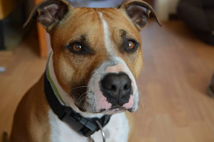 10 Best Snout Soothers For American Staffordshire Terriers