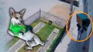 ¡El colmo! Sujeto se roba la casa de un perrito policía mientras el can se encontraba patrullando las calles de Chiclayo [VIDEO]