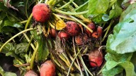 How to cook, freeze or pickle plant scraps instead of throwing them away