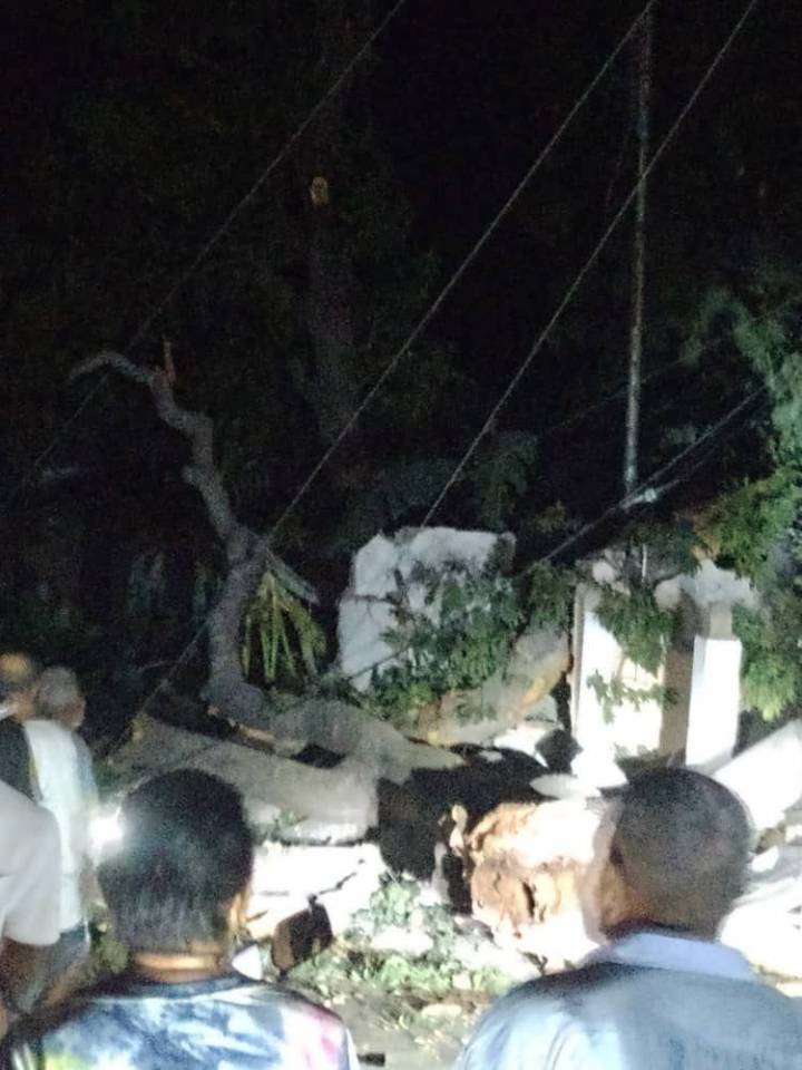 Árbol cayó sobre casa en Ciudad Bolívar