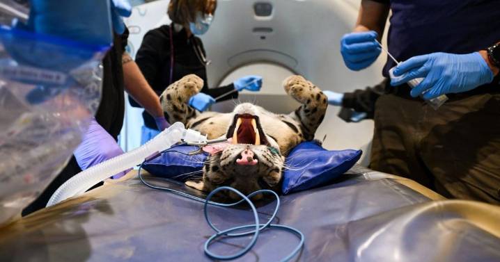 Tiger, leopard and cheetah undergoing medical scans