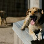 3 Valley shelters offering free adoption deals in October