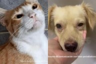 Judicializados presuntos agresores de animales en Córdoba, Quindío y Santander