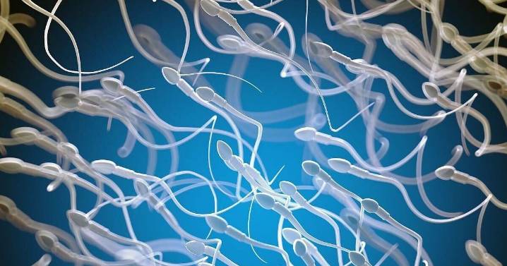 Wildfire Smoke Might Damage Male Fertility
