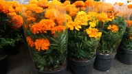 Floristas del Mercado La Isla de Córdoba prevén aumento de precio en la flor de cempasúchil y moco de pavo