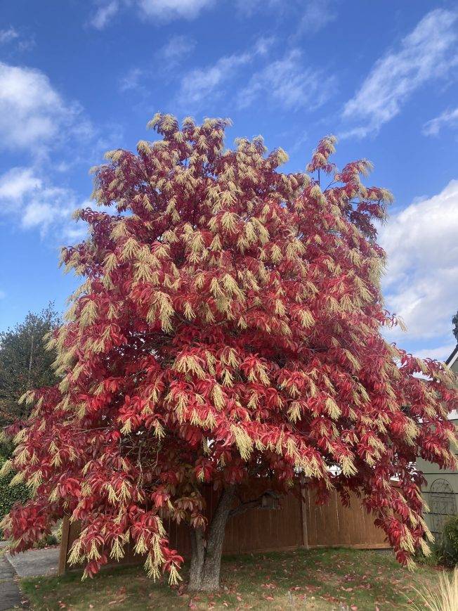 West Seattle Blog… | Birds, bees, politics, more on the list for your West Seattle Tuesday