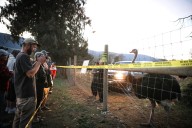 CFIA confirms death of ostrich with ‘pre-existing condition’ at B.C. farm