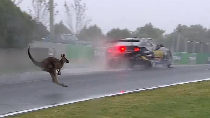 Bathurst Racer Kai Allen Narrowly Avoids Clash With Wild Kangaroo While At 200 Km/hr Speed