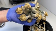 'This is a viable treatment': Colorado offices begin psilocybin mushroom therapy