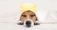 Pets are a blessing! Celebrate with us this Saturday at Echo Park Lake