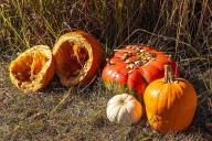 Naperville News Digest