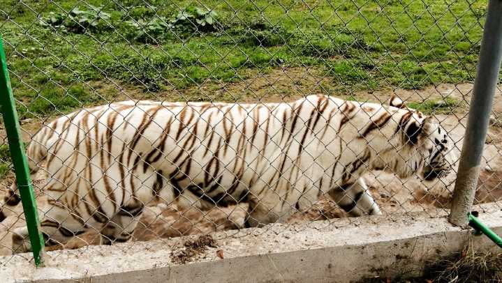 Tigre de bengala muere durante deslave en Xicotepec, Puebla