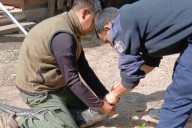 CHAQUE EL YACARÉ! El animal entró a una casa y la policía lo devolvió a su hábitat natural (IMÁGENES)