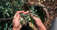 Un estudio de la Universidad de Córdoba ayuda a reducir la incidencia de la 'aceituna jabonosa'