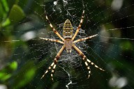 Spider Web Patterns May Help Arachnids Sense Vibrations from Prey