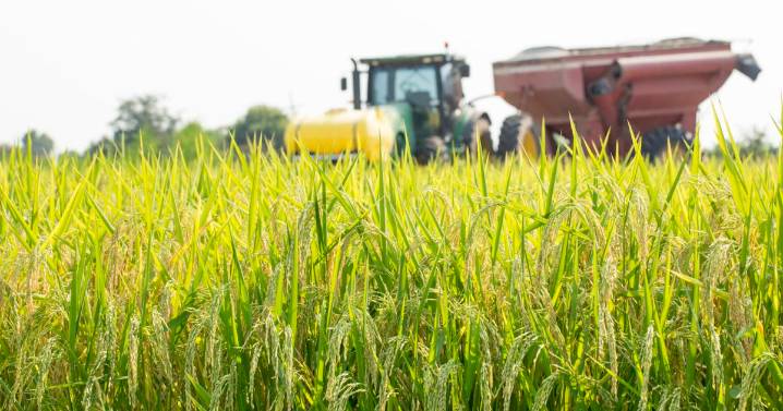 Despite federal shutdown, farm offices reopen in Louisiana at critical moment as harvest wraps