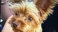 Dog-nappers who stole two Yorkshire terriers in Palm Springs at large