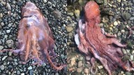 #TheMoment a rare 7-armed octopus was spotted in B.C.