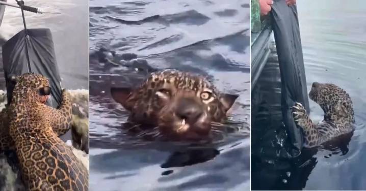 Un jaguar fue rescatado en el río Negro tras ser víctima de disparos en la cabeza