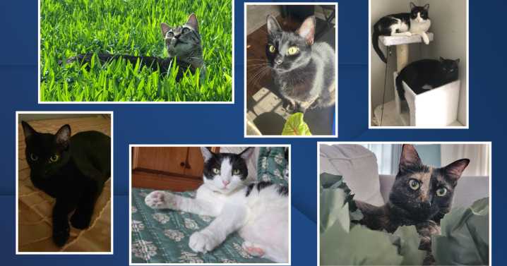 October 29 is National Cat Day - celebrate by sharing photos of your feline friends
