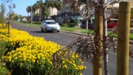 Plantados en verano y retirados tres meses después: vecinos de la ciudad cargan contra la gestión del arbolado
