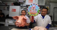 ¡La fiebre del Chanchito Regalón arrasa en los mercados de Lima!