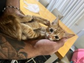 “Lo agarré y salí corriendo”. Lo abandonaron en su local, pensó que estaba sano pero cuando lo revisó se llevó una sorpresa